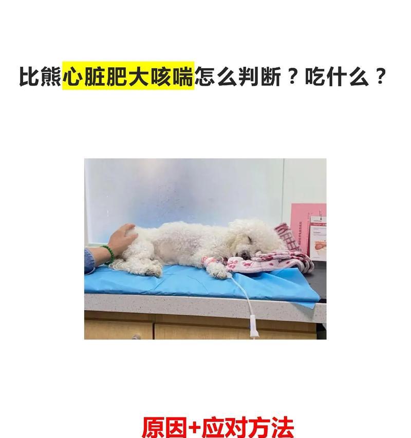 比熊吃了一点咸肉有事吗？比熊吃了咸肉应该怎么办？