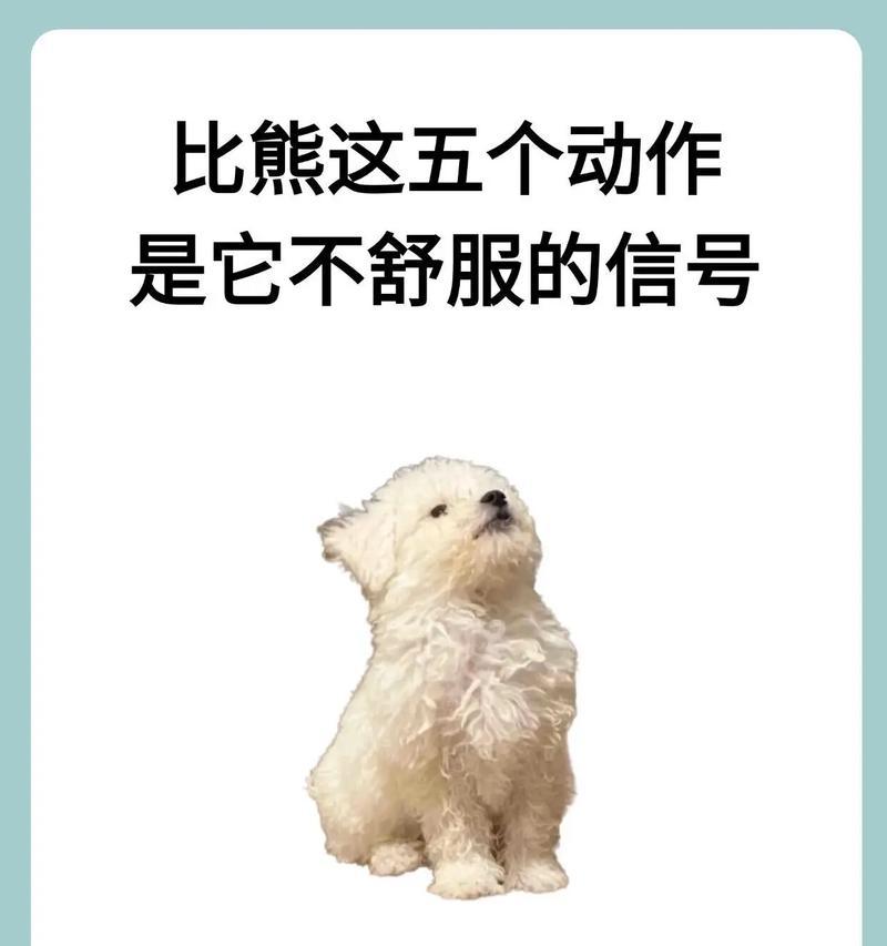 比熊吃了一点咸肉有事吗？比熊吃了咸肉应该怎么办？