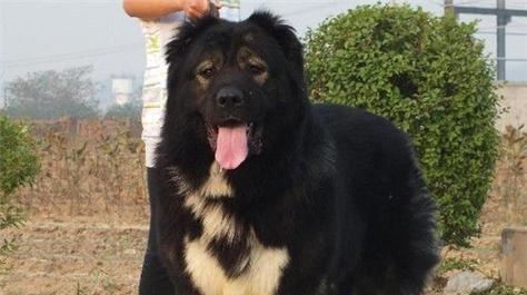 如何训练高加索犬变得更凶狠？有效方法有哪些？