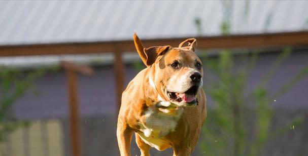 如何训练高加索犬变得更凶狠？有效方法有哪些？