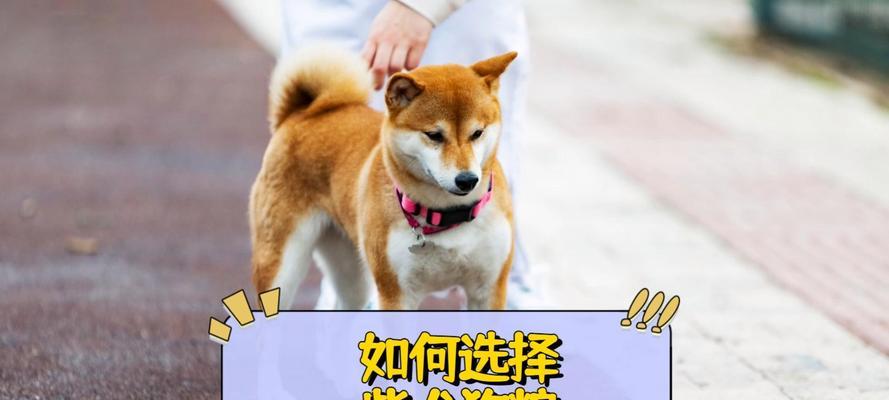 2个半月柴犬应选择哪种狗粮？如何确保营养均衡？