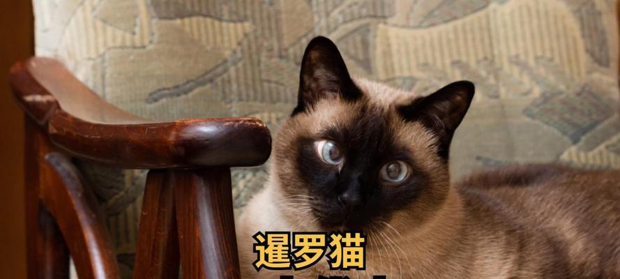 暹罗猫一个月猫粮摄入量标准是多少？