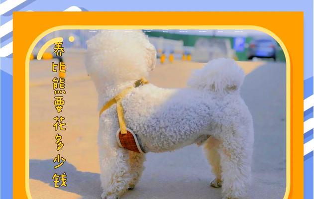 比熊每周吃几个生鸡蛋合适？生鸡蛋对狗狗有哪些影响？
