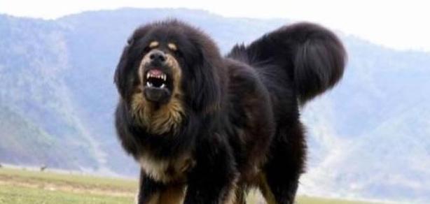 高加索犬能战胜哪些犬种？