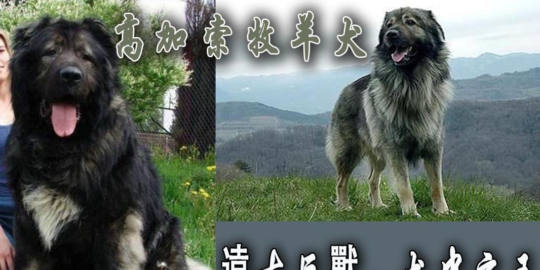 高加索犬为何被评为最可怕的犬种？排名第一名的原因是什么？