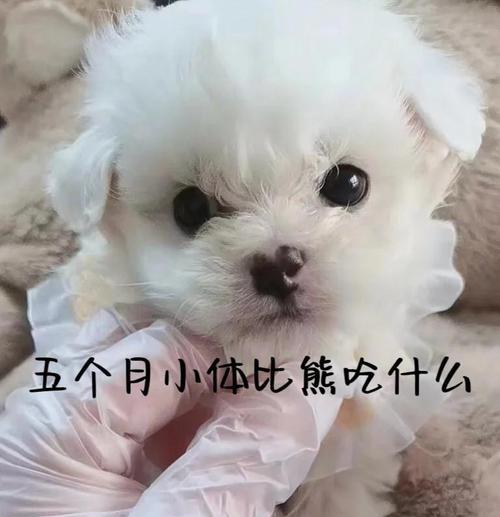 五个月大的比熊应该吃哪种狗粮？如何选择合适的狗粮？