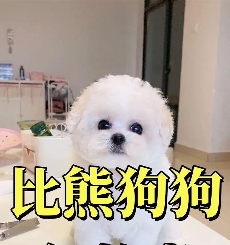 比熊四个月大时晚上喂食后，早晨还需要再喂吗？如何安排比熊的喂食时间？