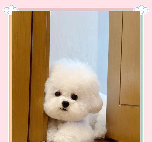 比熊幼犬可以吃鸡蛋吗？有哪些注意事项？