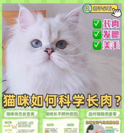 一岁暹罗猫每天吃多少猫粮正常？如何控制食量？
