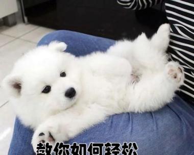 如何训练狗狗定点吃狗粮？有哪些有效的方法？