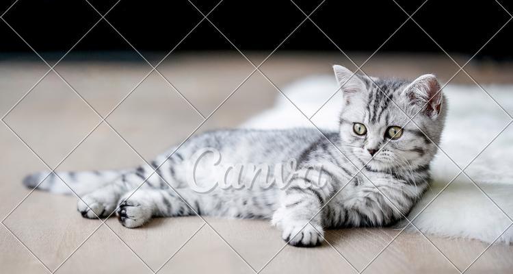 猫是宠物还是家畜类动物？猫在法律上的地位是什么？