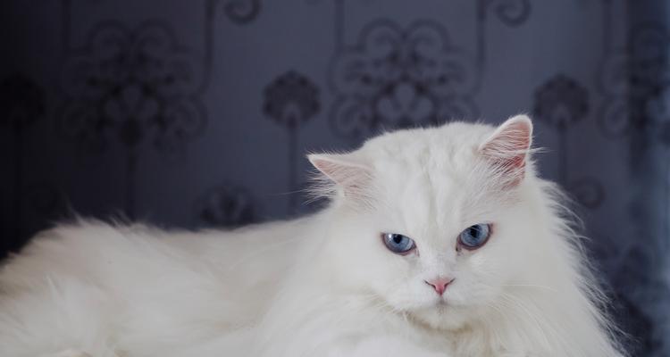 猫是宠物还是家畜类动物？猫在法律上的地位是什么？