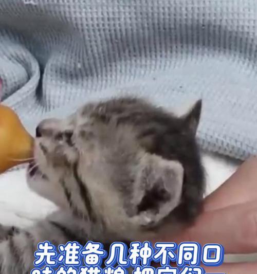 幼猫每次应该吃多少克猫粮？如何判断食量是否合适？