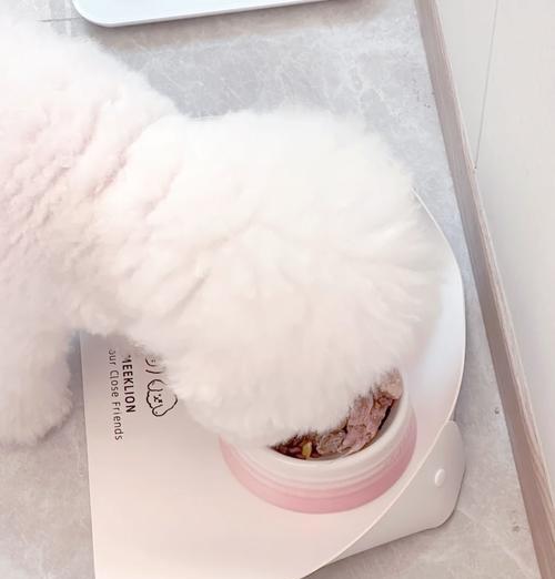 3个月小比熊适合吃什么食物？喂食建议有哪些？