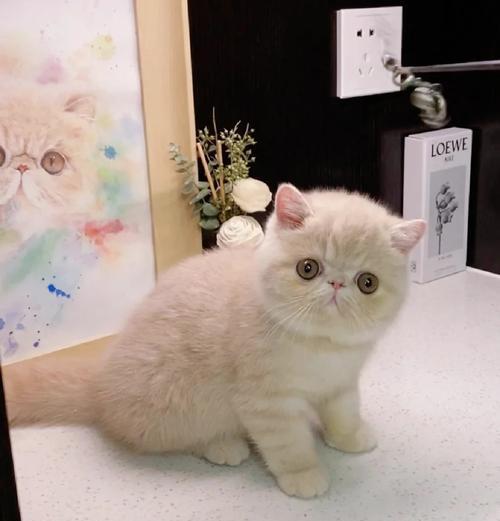 加菲猫偏爱哪种猫粮？有哪些好吃的推荐？