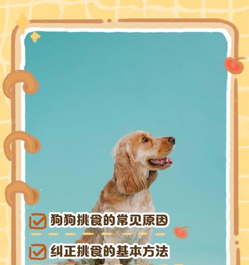 比熊狗狗挑食不吃狗粮没精神怎么办？