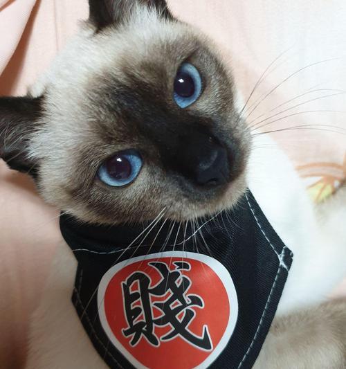 暹罗猫需要喂奶多久？如何判断暹罗猫是否需要断奶？