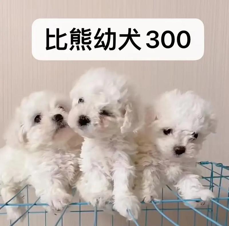 比熊幼犬每天应该摄入多少克狗粮？正常摄入量是多少？