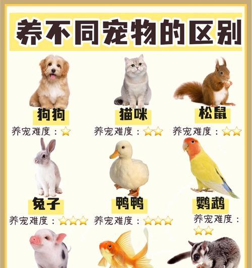 喜用神为金水的人适合养什么宠物？养宠物有哪些注意事项？