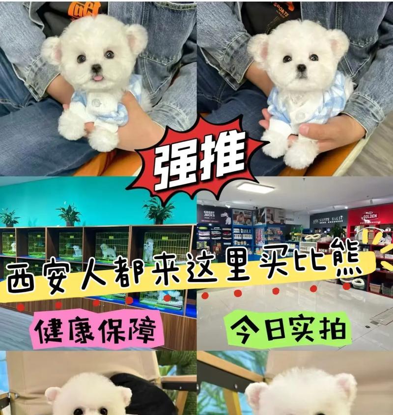 两个月大的比熊是否适合食用玉米？