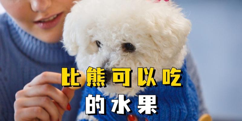 比熊犬一天可以喂多少水果？有哪些注意事项？