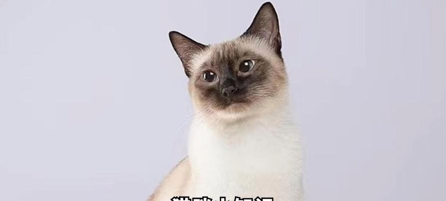 暹罗猫每日猫粮摄入量标准是什么？如何判断？