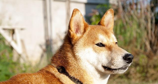 阜宁宠物柴犬的售价是多少？购买时需考虑哪些因素？