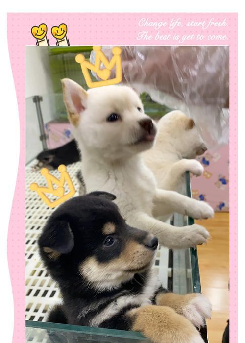 阜宁宠物柴犬的售价是多少？购买时需考虑哪些因素？