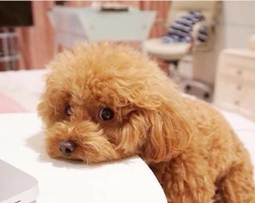告庄夜市泰迪的价格是多少？购买泰迪需要注意哪些事项？