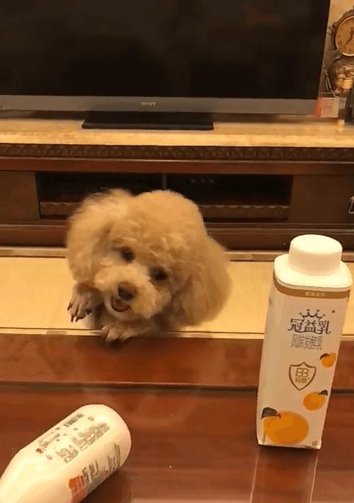 泰迪喝酸奶需要加热吗？加热到多少度适宜？
