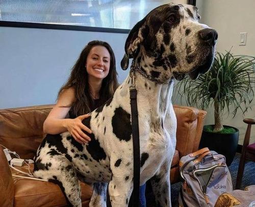 哪些大型犬品种容易性格偏执？如何预防？