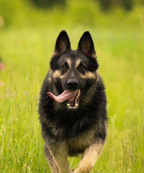 哪些小型犬品种以大嘴著称？