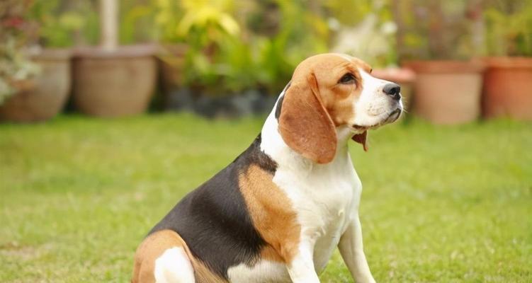 哪些小型犬品种以大嘴著称？
