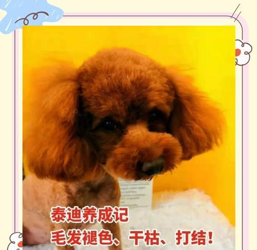 泰迪狗的正常体温是多少？体温异常时应该怎么办？