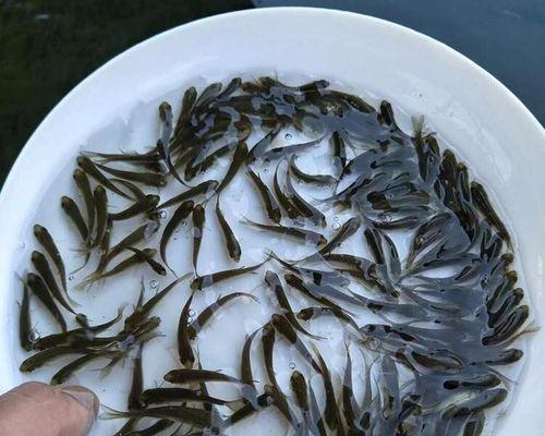 鲍鱼苗养殖场地的水源选择标准是什么？