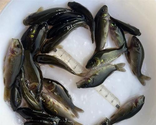 鲤鱼鱼苗的价格如何？怎样挑选既好吃又便宜的鱼苗？