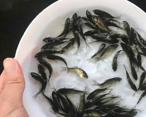 鲤鱼鱼苗的价格如何？怎样挑选既好吃又便宜的鱼苗？
