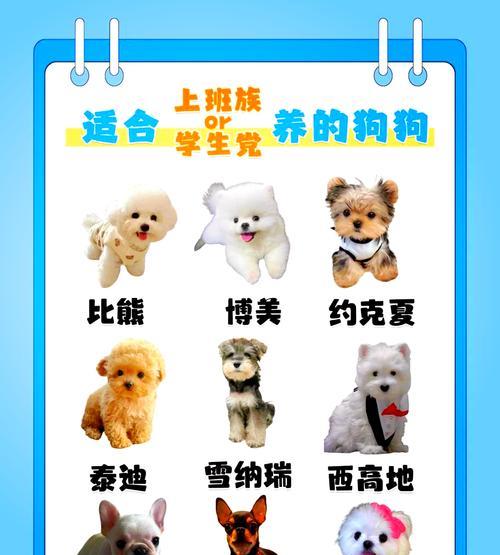 小型犬适合哪些通用玩具？选择玩具时应注意什么？