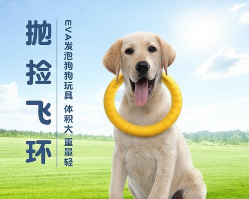 小型犬适合哪些通用玩具？选择玩具时应注意什么？