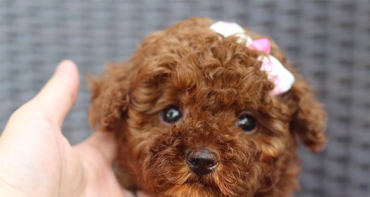 泰迪犬趾头数量是多少？