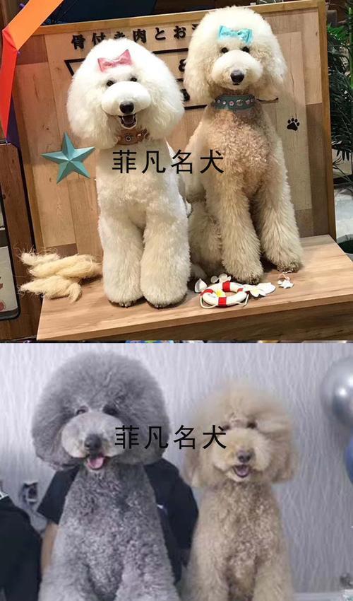 泰迪犬趾头数量是多少？