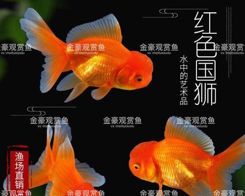 国狮鱼苗中哪种品质最好？如何挑选优质的国狮鱼苗？