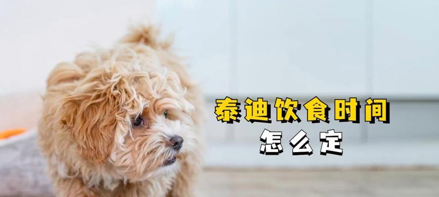 小泰迪犬三个月大时每天应该吃多少食物？如何合理喂食？