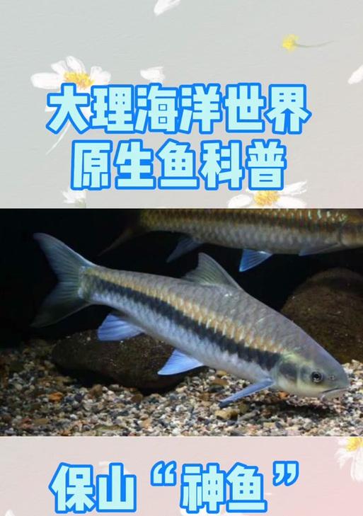吉罗鱼苗子的外观特征是什么？如何识别吉罗鱼苗子？
