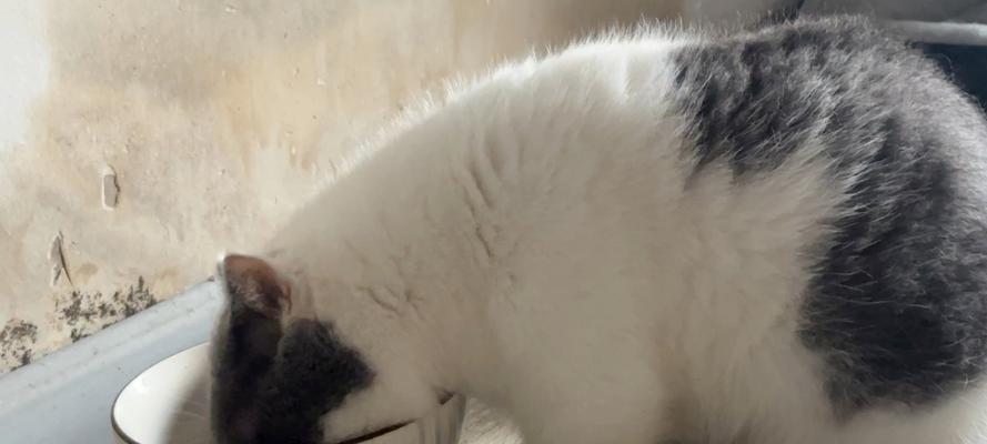 狗吃猫粮会有问题吗？为什么有些狗吃了猫粮没事？