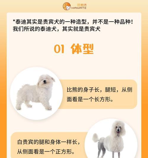 泰迪比熊串串的价值及是否值得养？