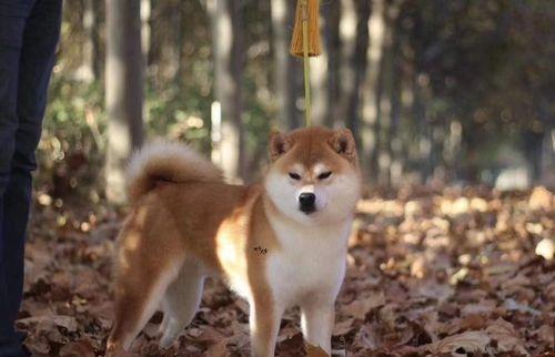 密云水库柴犬能养吗？养一只柴犬需要多少钱？