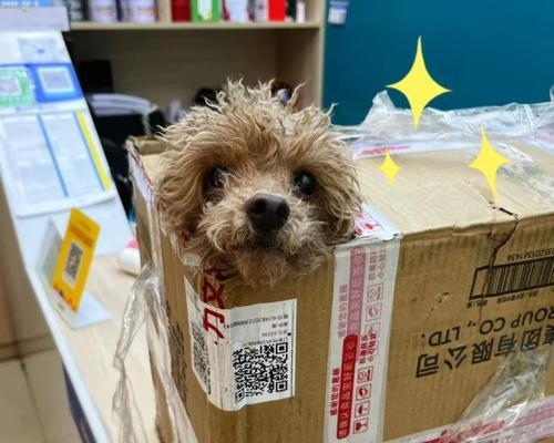 西安白色小泰迪的价格是多少？购买白色小泰迪需要注意什么？
