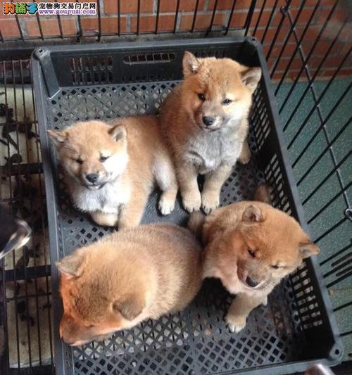 唐山柴犬卖狗的质量如何？价格大概是多少？