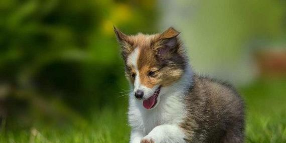 柴犬的耐力极限有多高？如何训练提高耐力？